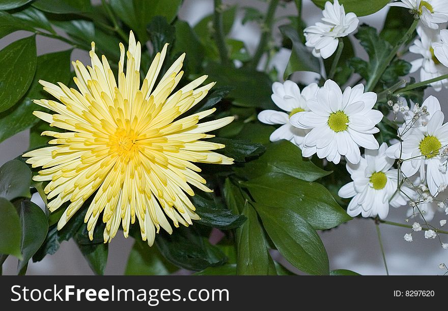 Bouquet of a white and yellow flower of chrysanthemums