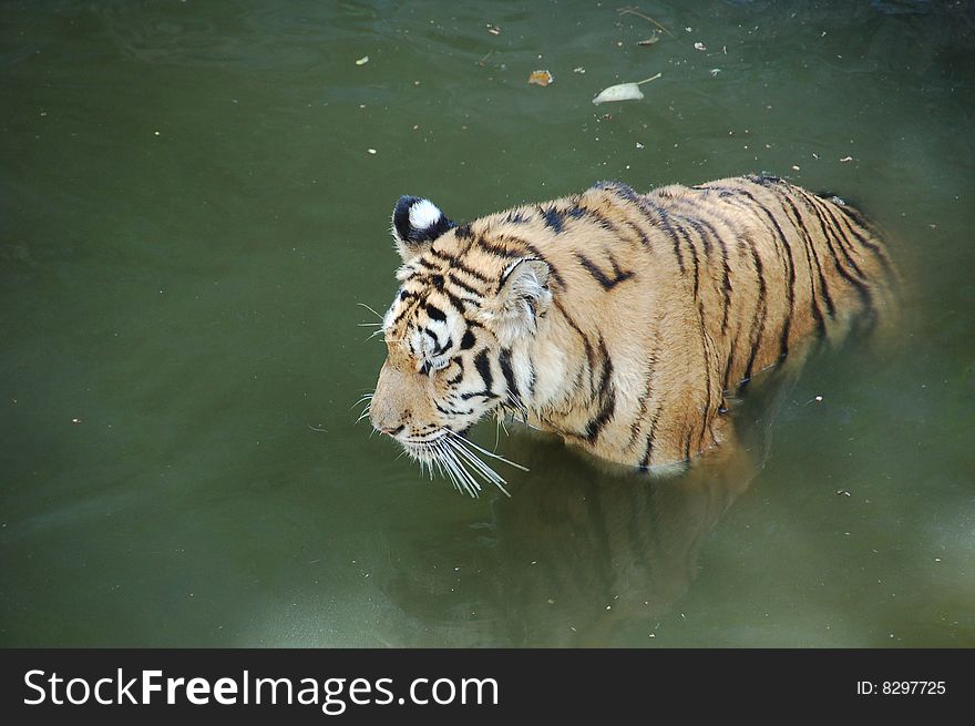 Swimming in the water tiger