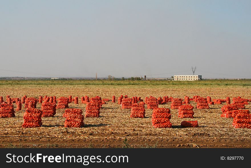 The reaped crop of onions in field