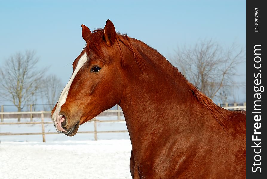 Red Horse On Background Snow