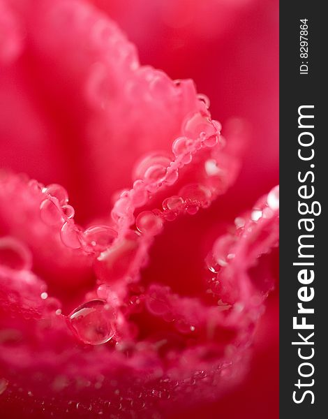 Macro of wet carnation flower