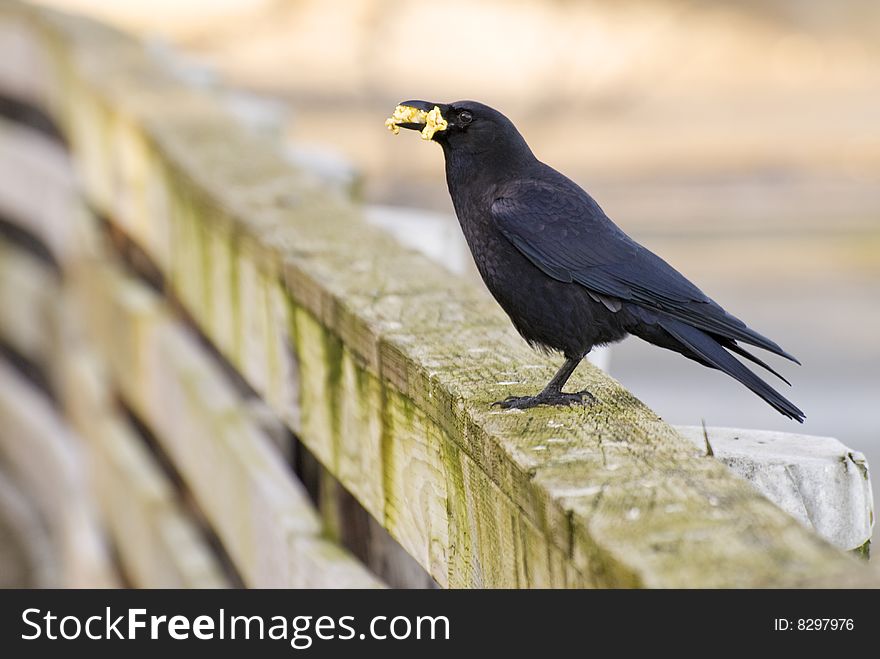 A crow landed right in front of me after being fed by tourists. A crow landed right in front of me after being fed by tourists.