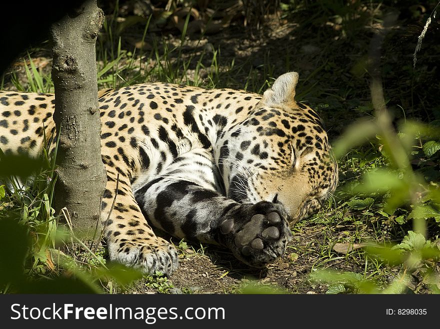 A sleeping Jaguar. He must have been tired.