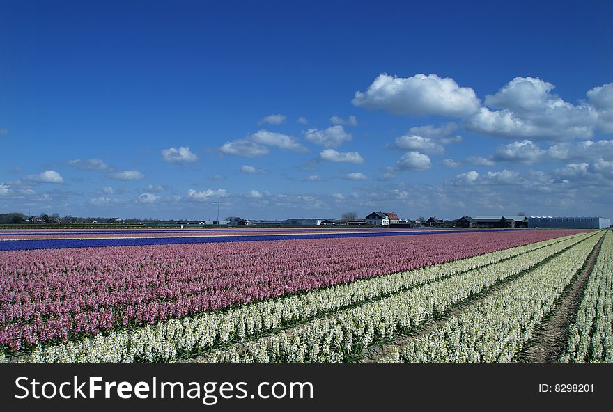 Fields with flowering hyacinths