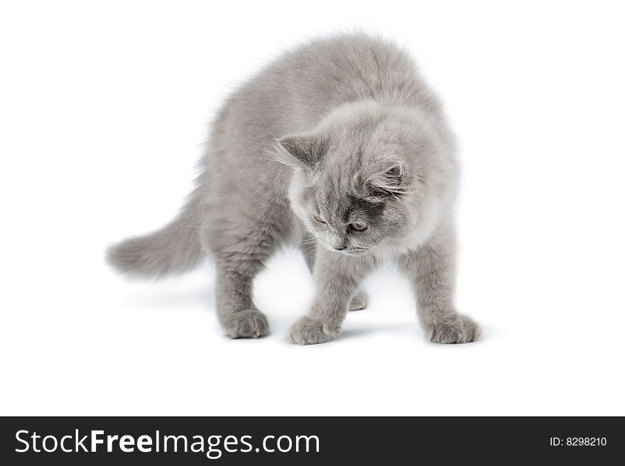 British kitten standing isolated on white