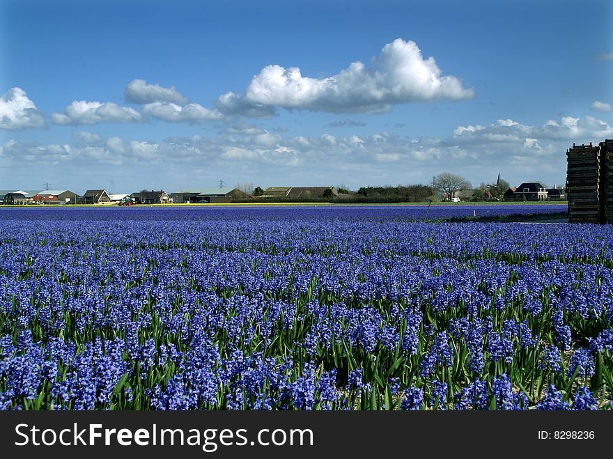Field with flowering blue hyacinths