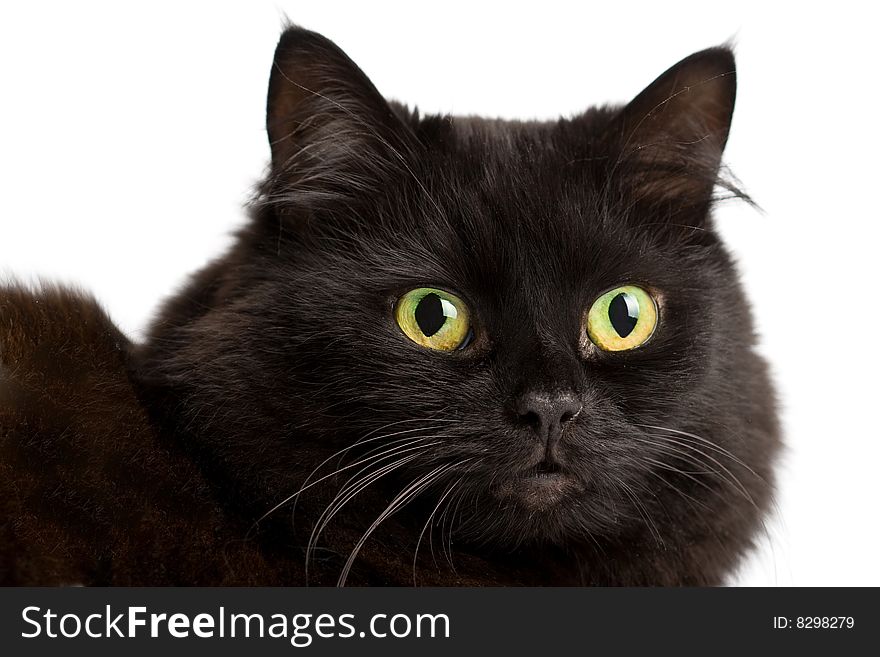 Portrait Of Cute Black Cat Isolated