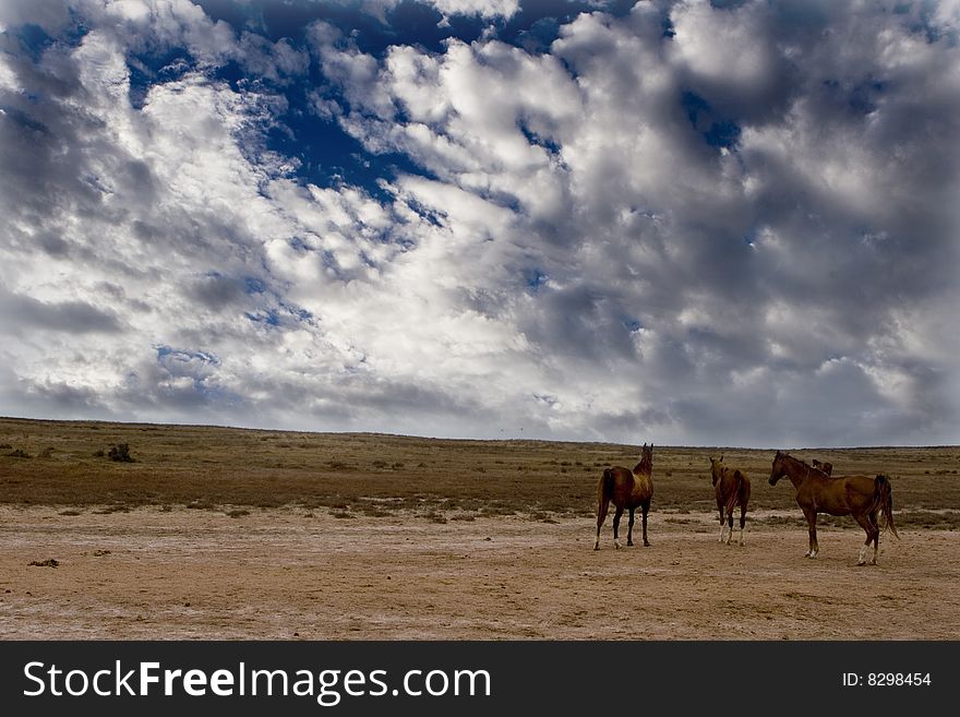 Wild horses in the mellow with beautiful clouds