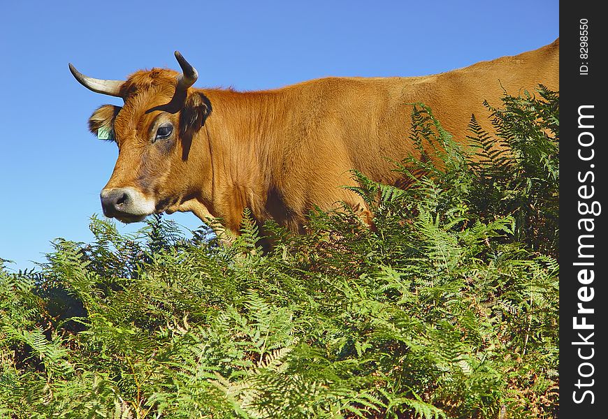 Cow in the Picos de Europa. Contrast between three vivid colors