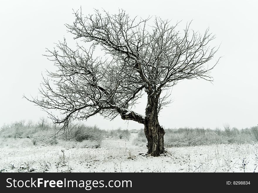Winter landscape with lonely tree.