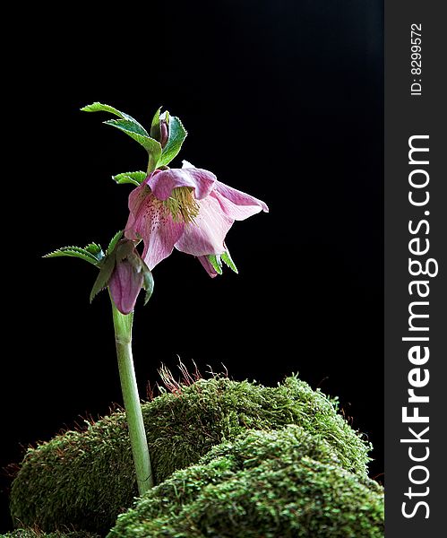 A hellebore flower growing through moss. Black background.