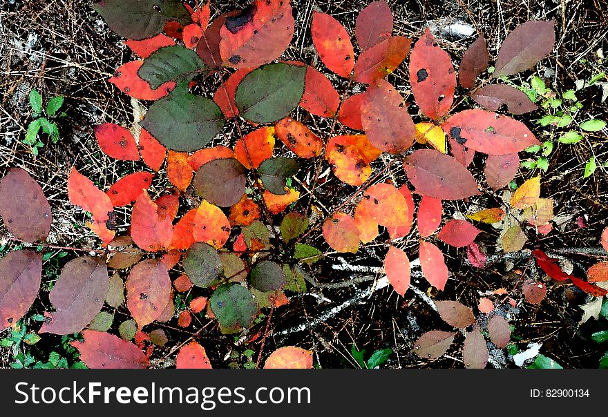 INDIAN RIVER REC AREA NATURE TRAIL&x28;11-01-2016&x29; Indian River, Alexander State Forest, Evangeline Parish, La -17