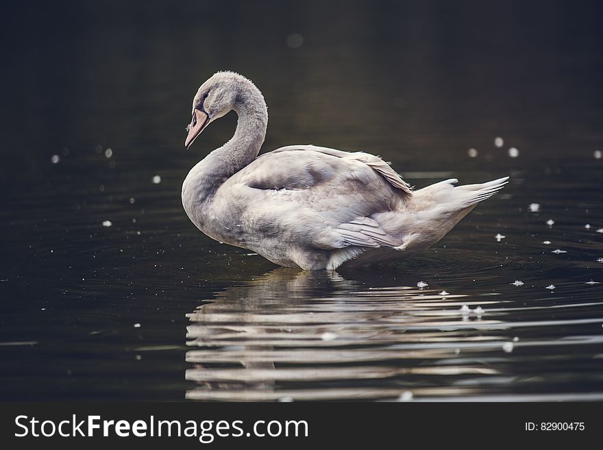Swan Reflecting On Water