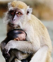 Monkey Protecting Its Child Stock Photography
