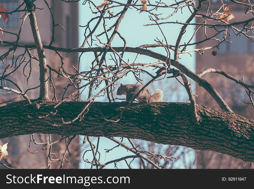 Squirrel sitting on tree branch against blue skies. Squirrel sitting on tree branch against blue skies.