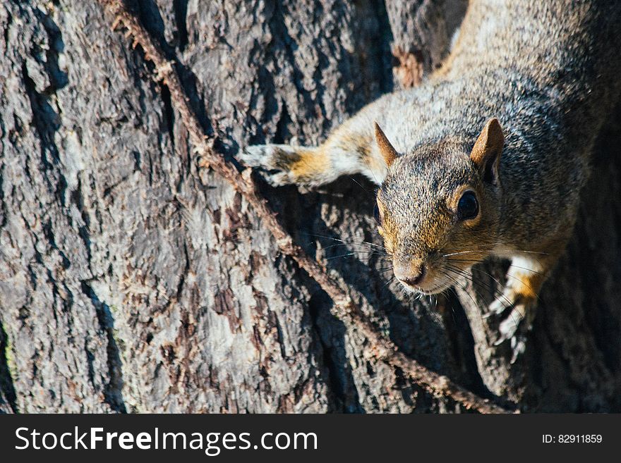 Close up of brown squirrel clinging to tree trunk. Close up of brown squirrel clinging to tree trunk.