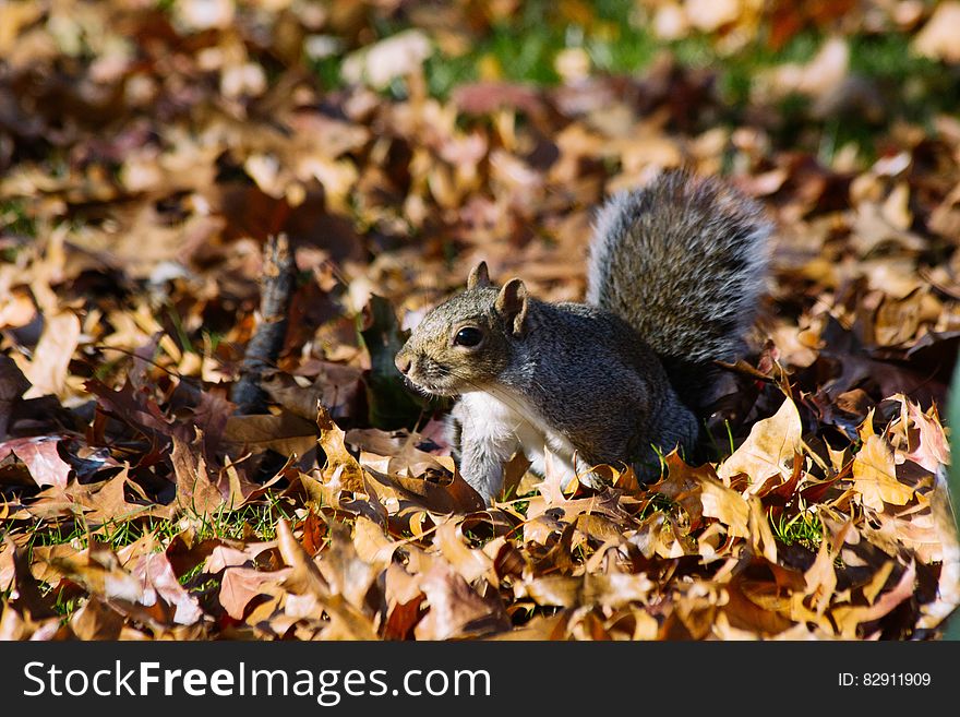 Grey squirrel stood on fallen autumn leaves. Grey squirrel stood on fallen autumn leaves.