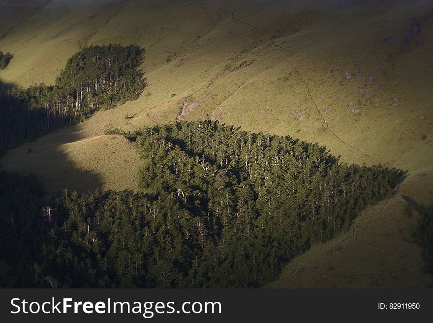 The edge of a large forest of fir trees with grassy sunlit uplands beyond it. The edge of a large forest of fir trees with grassy sunlit uplands beyond it.