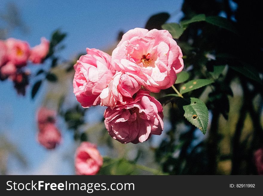 Pink roses flowers in bloom with green leaves and blue sky background. Pink roses flowers in bloom with green leaves and blue sky background.