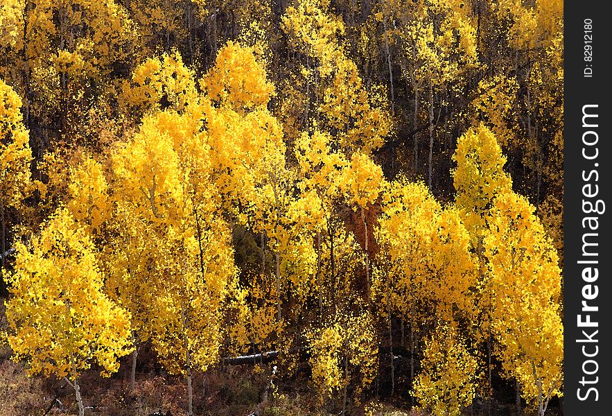 BOULDER MT, UT - 2016-09-30 Fall Color -22b