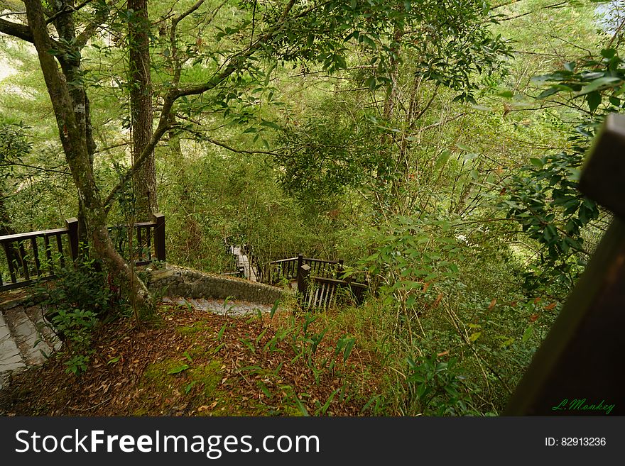 Stairs Through Woods