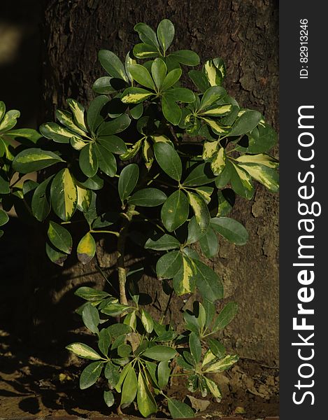 Close up of green waxy plant growing next to tree trunk on sunny day. Close up of green waxy plant growing next to tree trunk on sunny day.