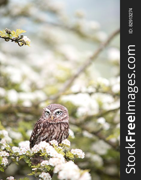 Owl perched on branches of flowering tree in sunshine. Owl perched on branches of flowering tree in sunshine.