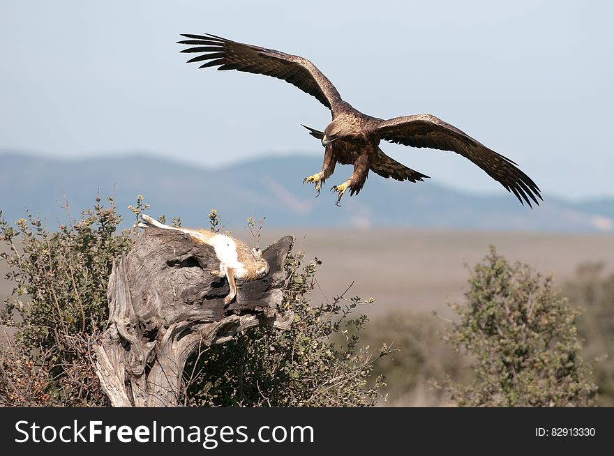 Golden Eagle Kill Hare Wild