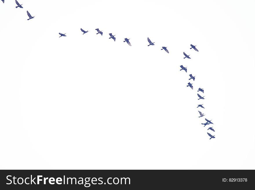 Bird, Font, Animal Migration, Bird Migration