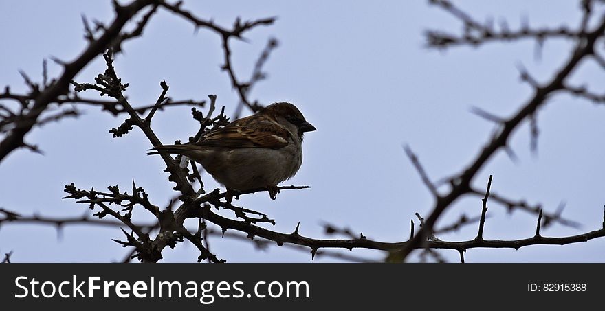 Sparrow In London