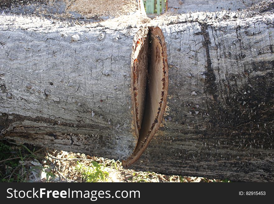 Tree trunk with touches of white paint lying on its side with deep saw cut. Tree trunk with touches of white paint lying on its side with deep saw cut.