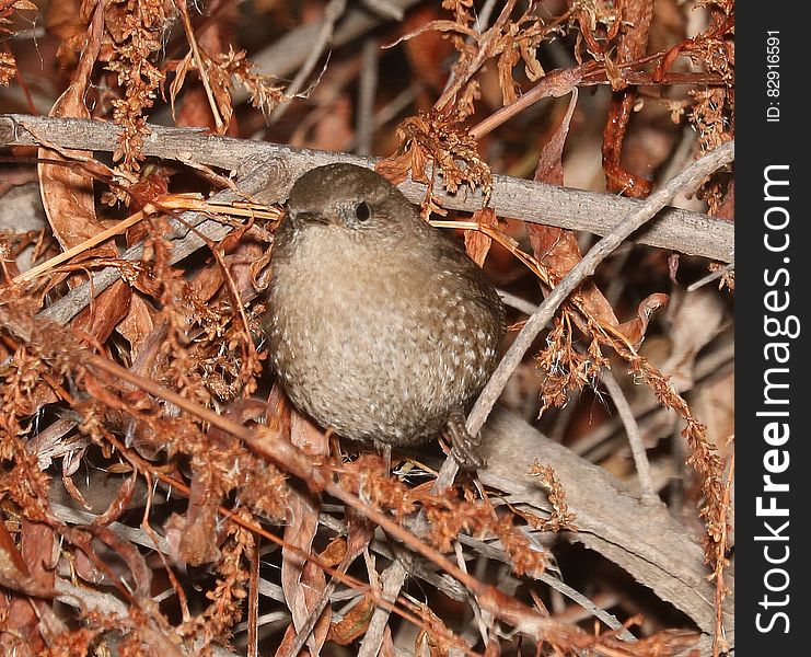 694- WINTER WREN &x28;12-17-2016&x29; Patagonia Lake, Santa Cruz Co, Az -01