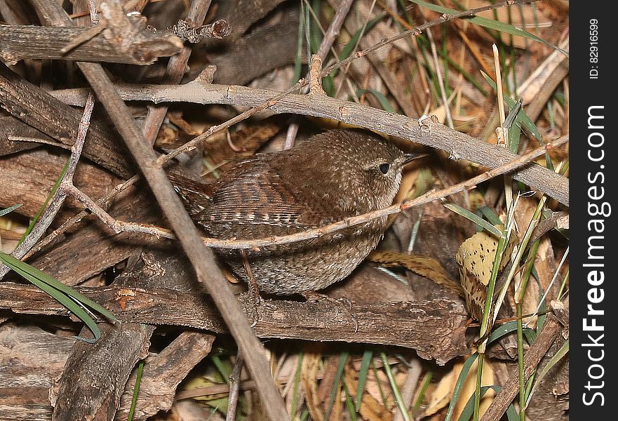 694- WINTER WREN &x28;12-17-2016&x29; Patagonia Lake, Santa Cruz Co, Az -02