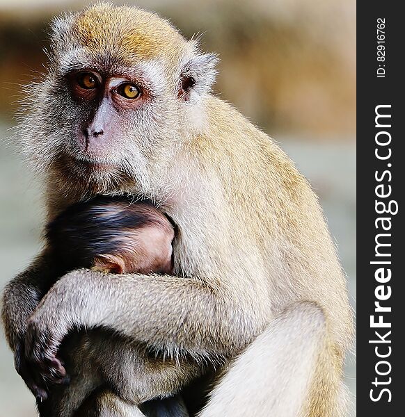 Monkey protecting its child