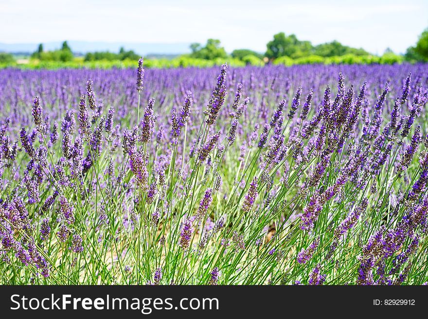 Lavender Field During Daytime