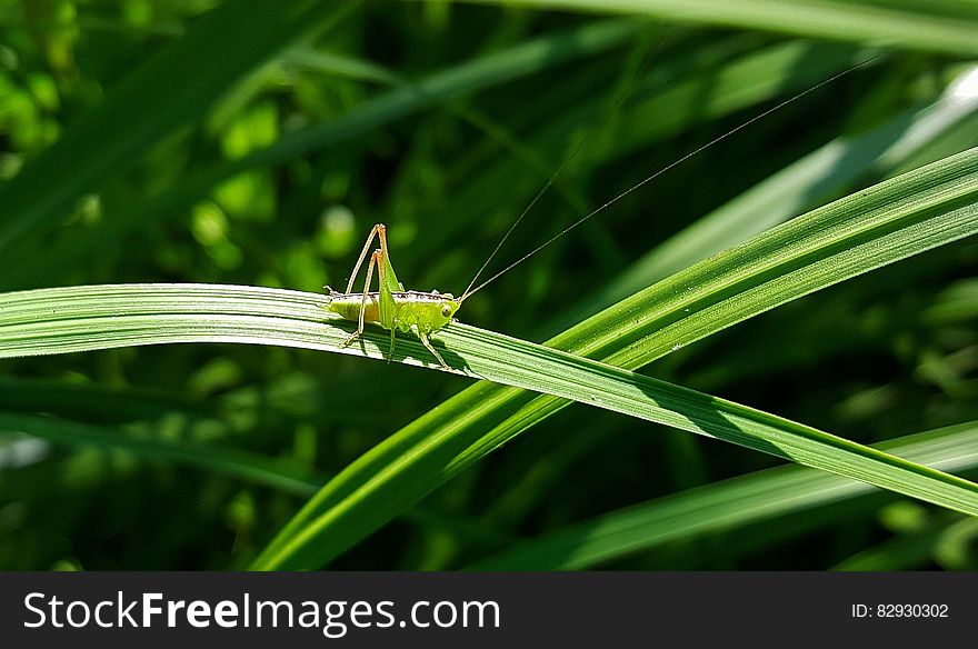 Green Grasshopper Perching on the Green Leaf Plant