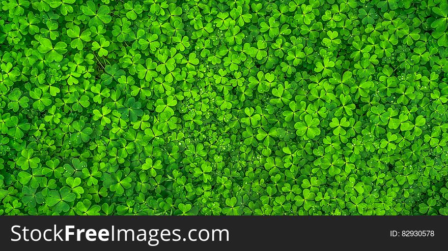 Top View Photo of Clover Leaves