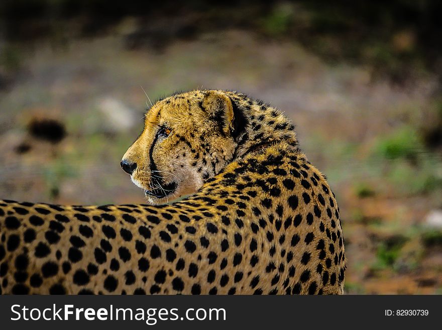 Adult African cheetah portrait outdoors on sunny day.