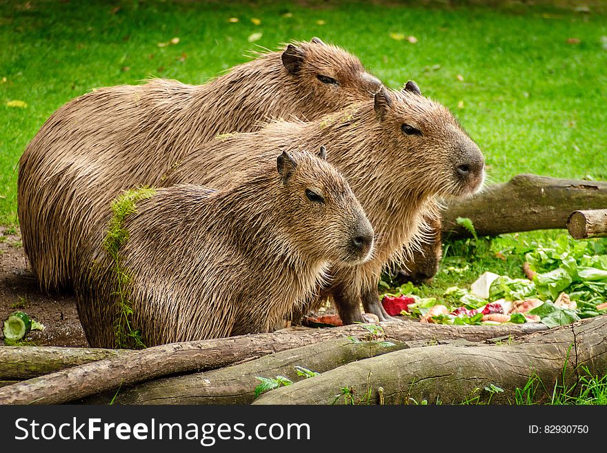 Photo of 3 Capybara Standing Near Wooden Branch and Grass
