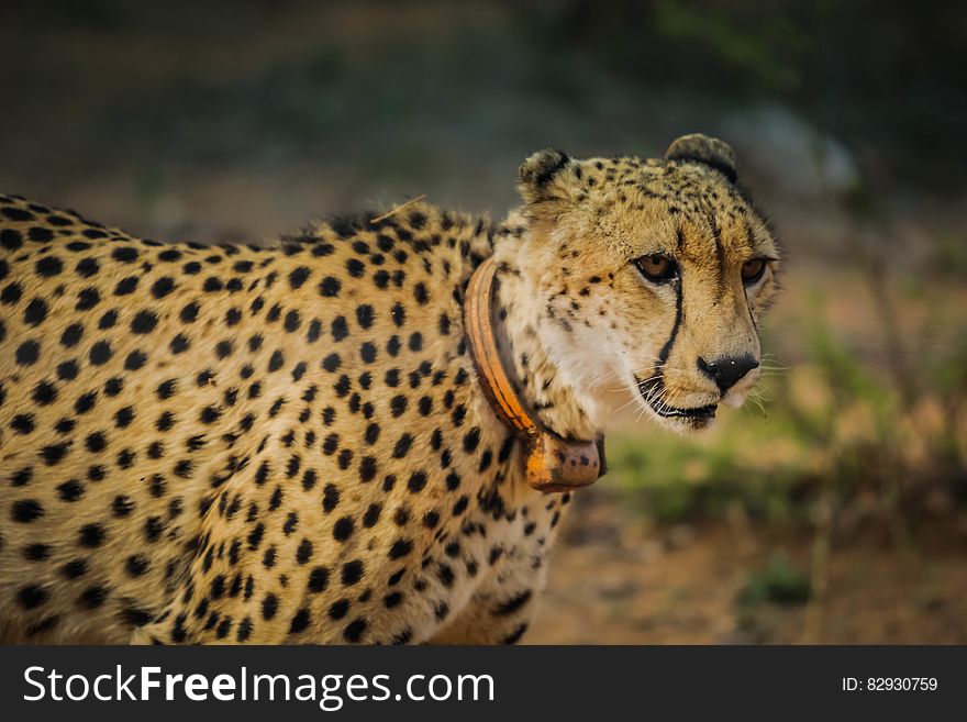 Adult African cheetah standing outdoors wearing orange collar. Adult African cheetah standing outdoors wearing orange collar.