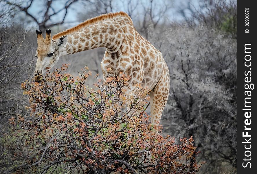 Adult giraffe eating from tree or shrubbery on savanna in Africa. Adult giraffe eating from tree or shrubbery on savanna in Africa.