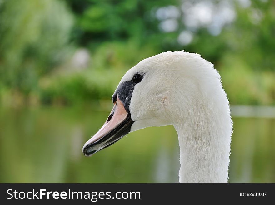 White and Black Swan in Sahllowphotography