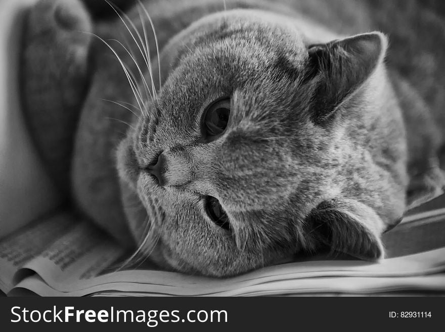 Cat in Greyscale Photo