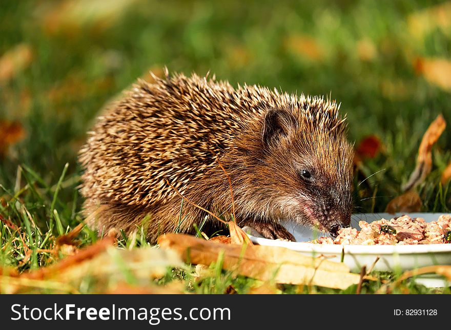 Brown Hedgehog Eating on Green Grass