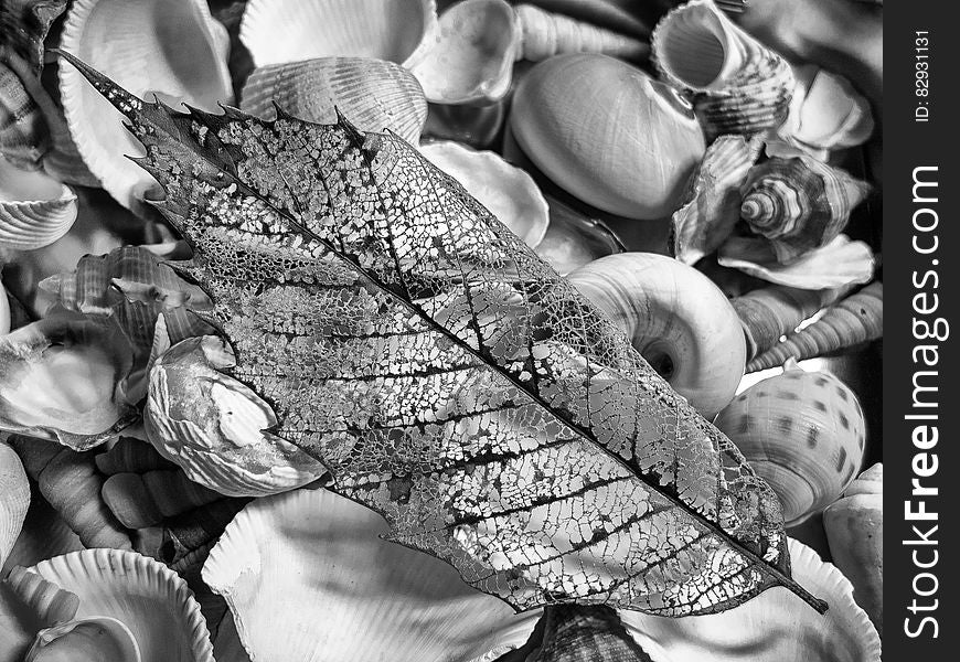 Greyscale Photography of Seashell With Leaf