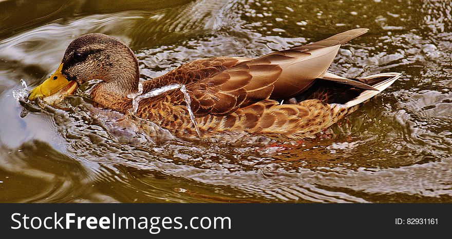 Mallard Duck On Body Of Water