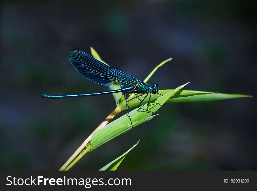 Teal Dragonfly On A Green Leafed Plant During Daytime