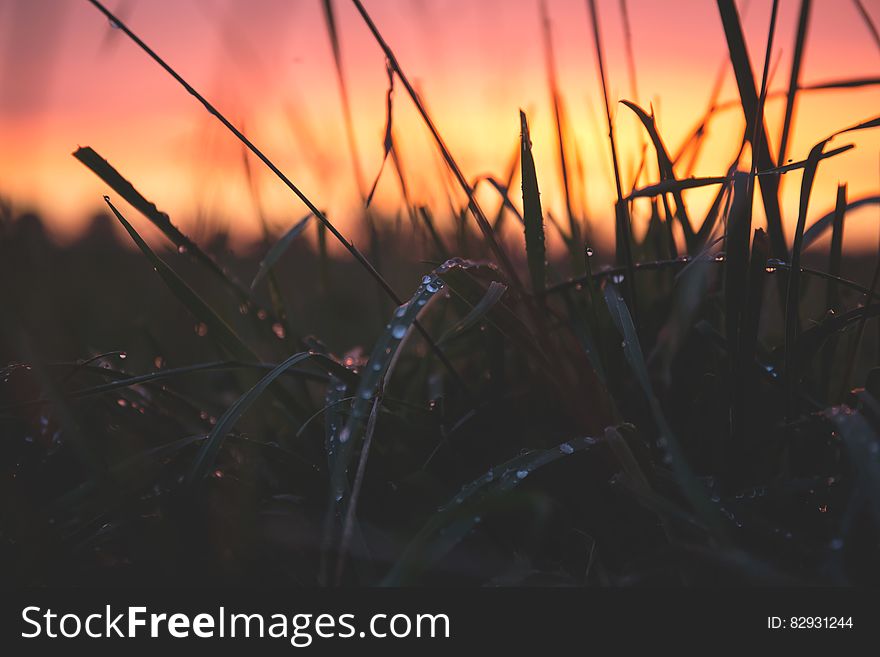 Grass With Water Drops during Sunset