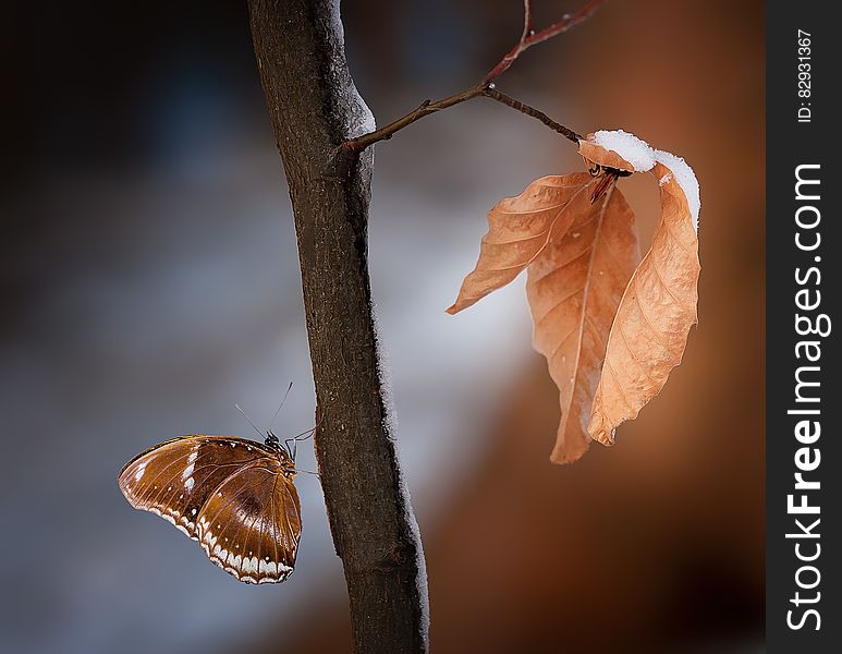 Close Up Photo of Brown and White Butterfly on Wood Branch