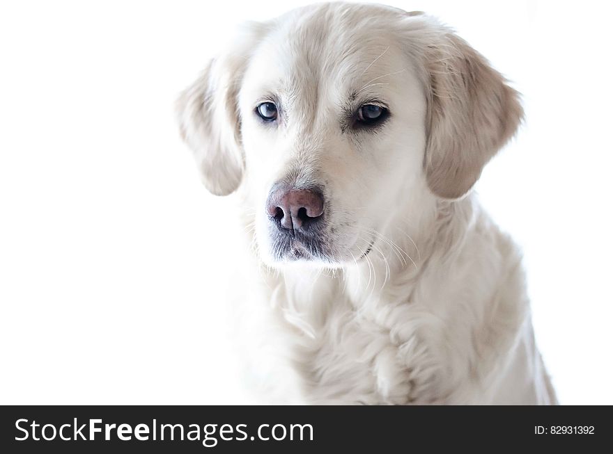 Light Golden Retriever Puppy Close-up Photography